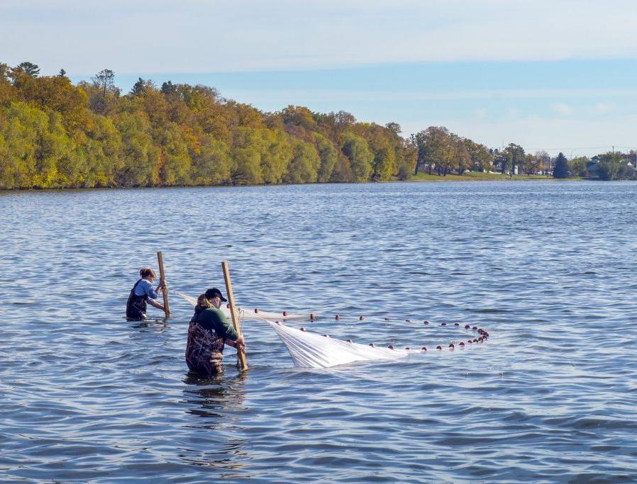 Students netting fish for research